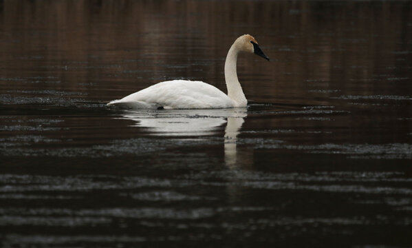 A Trumpeter Swan (Cygnus buccinator) swimming in the Grand River, in Cambridge, Ontario, Canada.