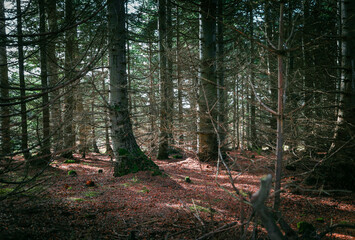 Tree trunks emerging from foliage in a clearing from a Scottish forest. Sunlight casting dynamic shadows as it passes through the tree trunks.
