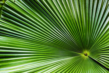 Obraz premium close up of palm leaf