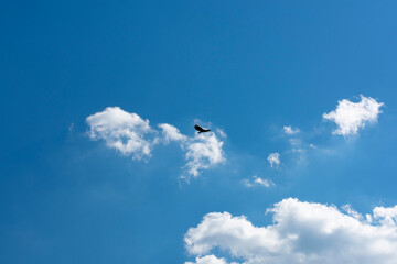 bird in the sky