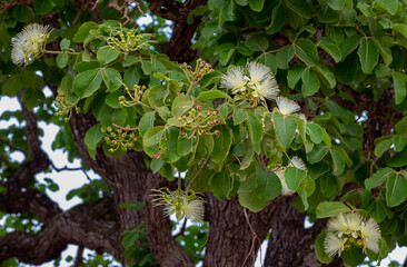 Flowers of the Delicious pequi fruits Caryocar brasiliense, Exotic and much appreciated fruit with a strong smell and flavor used for typical Brazilian savory recipes. 