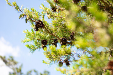 pinecones on a tree