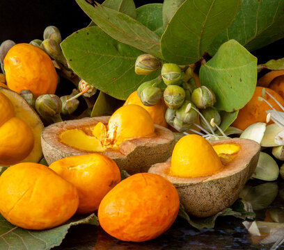 Delicious pequi fruits Caryocar brasiliense, Exotic and much appreciated fruit with a strong smell and flavor used for typical Brazilian savory recipes. It has dangerous spines inside its core.