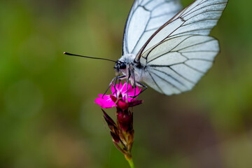 Black veined white butterfly sitting on the wild pink flower. Close up or macro shoot of Aporia crataegi on blurred meadow natural background, selective soft focus
