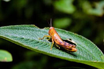 grasshopper on leaf