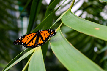 butterfly on a palm frond