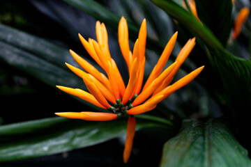 Naklejka na ściany i meble orange flower in the rainforest