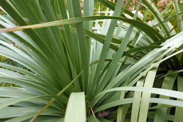 Obraz na płótnie Canvas Sabal minor (Dwarf Palmetto, Bush Palmetto, Palmetto) A hardy Palm that grows in a clumping arrangement, with most of the trunk underground.