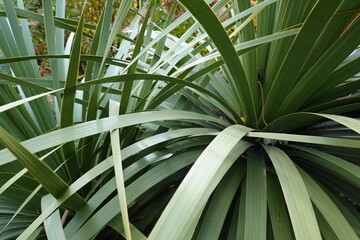 Sabal minor, commonly known as the dwarf palmetto, is a small species of palm. It is native to the deep southeastern and south-central United States and northeastern Mexico.