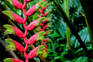 red and green tropical rainforest flower