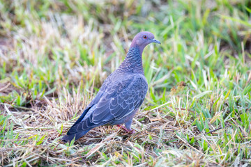 Wild pigeon on the range floor