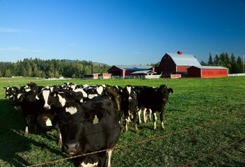 Dairy Cattle and Red Barn