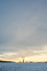 Fototapeta na wymiar sunset over tree
