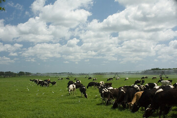 Naklejka na ściany i meble Dairy Cattle in Field