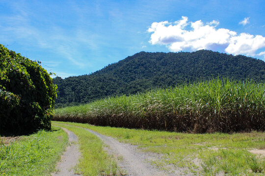 track by the sugarcane