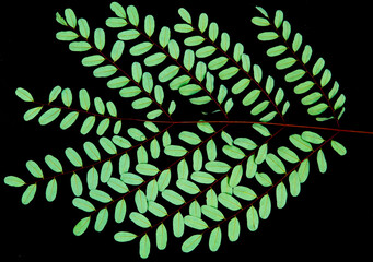 Leaves of brazilwood tree (Caesalpinia echinata) isolated on black background