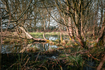 Intense swamp foliage in amongst trees with a lot of thin leafless sticks. Messy environment with a small body of water reflecting the brown environment in the spring afternoon sunlight.