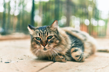 Adorable cat resting lying down at the park.