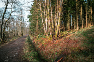 Wide path through a woodland with thick forest on the right side and a much thinner wood on the left. Small ditch at either side of the trail.
