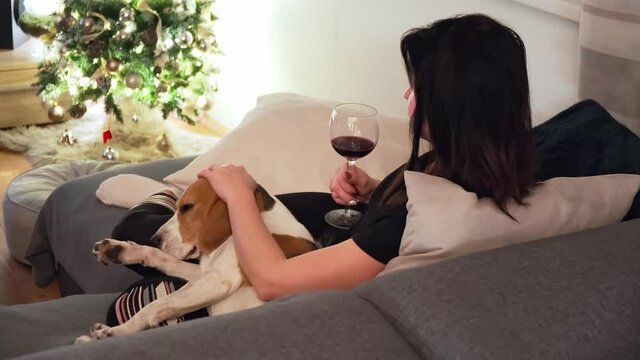 Woman stroke beagle dog on a sofa while holding glass of wine