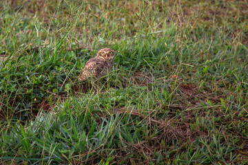 Burqueira owl - Athene cunicularia - in the grass attentive taking care of its den and its young