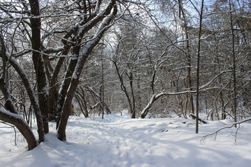 Snowy path in winter forest