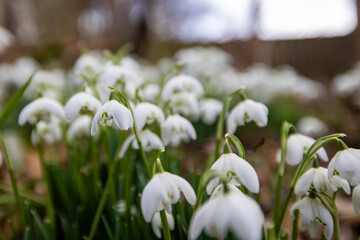 A collection of snowdrops blooming in mid February in Scotland during spring. Close up of the white flowers with green stems with a shallow depth of field