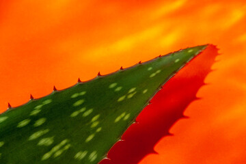Aloe vera leaves on orange background 