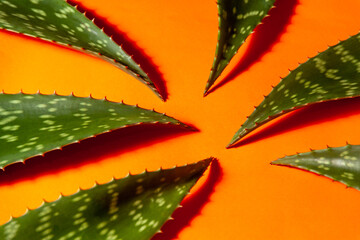 Aloe vera leaves on orange background 