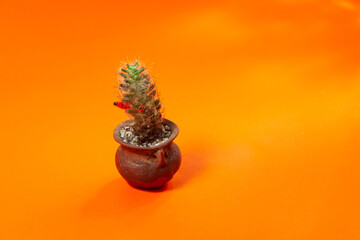 Cactus leaf on orange background