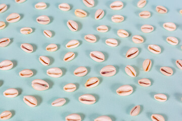 the shell of a marine mollusk