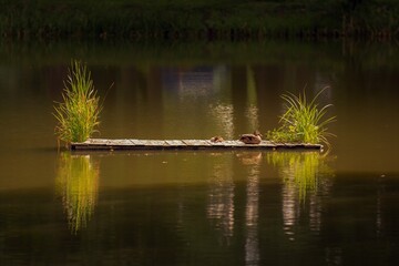 Obraz premium ducks on a raft