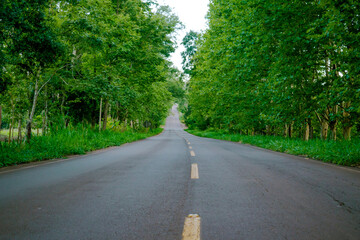 Obraz premium road in the forest