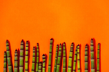 Horsetail a nonflowering plant with a hollow jointed stem that bears whorls of narrow leaves, producing spores in cones at the tips of the shoots