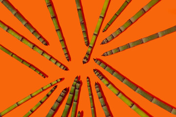 Horsetail a nonflowering plant with a hollow jointed stem that bears whorls of narrow leaves, producing spores in cones at the tips of the shoots