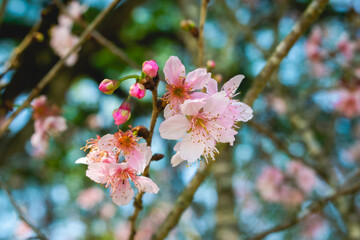 pink cherry blossom