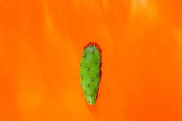 Cactus leaf on orange background