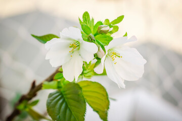 white cherry blossom