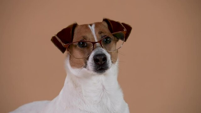 Portrait of smart Jack Russell with glasses in the studio on a brown background. The pet looks carefully at the camera. Close up of a dog's muzzle. Slow motion.