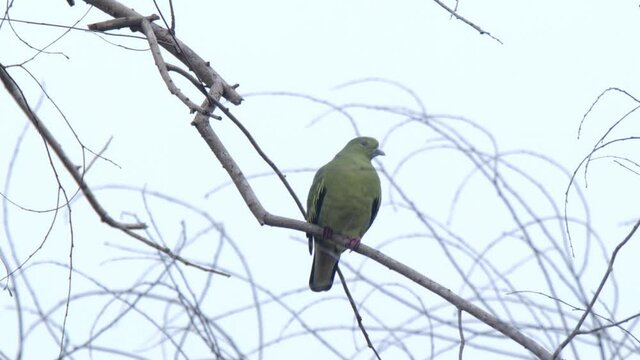footage closeup of beautiful green pigeon standing on twig