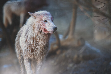 Portrait of a female arctic wolf (Canis lupus arctos) with blood stained fur after a fight for a male. Also known as the white wolf or polar wolf. © Jan Dzacovsky