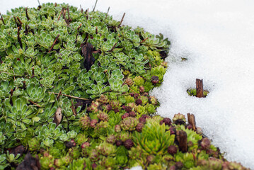 Sempervivum tectorum (Houseleek) and Saxifraga paniculata plants in melting snow in spring