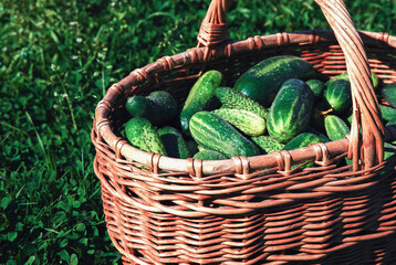 Harvested cucumbers in a wicker basket on green lawn