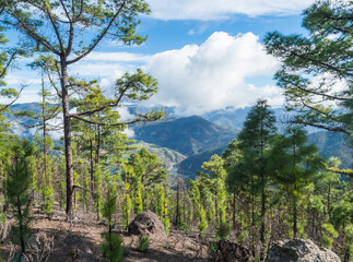 Green hills and forest mountains, landscape of Tamadaba natural park. Gran Canaria, Canary Islands, Spain