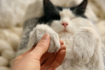Woman stroking adorable cat, focus on paws