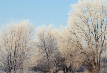 Obraz na płótnie Canvas Trees covered with hoarfrost outdoors on winter morning
