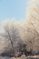 Trees covered with hoarfrost outdoors on winter morning
