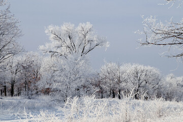 Plants covered with hoarfrost outdoors on winter morning