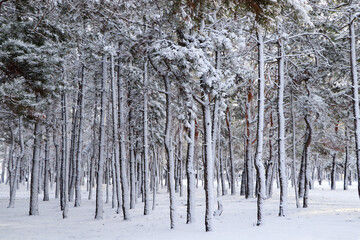 Fototapeta premium Picturesque view of beautiful forest covered with snow