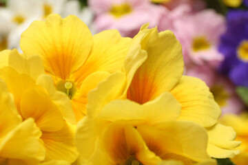 Beautiful primula (primrose) plant with yellow flowers on blurred background, closeup. Spring blossom